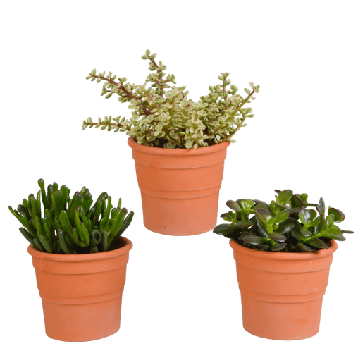 Crassula mix 3 stuks in terra 10,5 cm pot